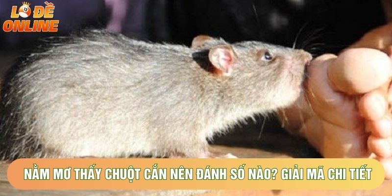 Nằm Mơ Thấy Chuột Cắn Nên Đánh Số Nào? Giải Mã Chi Tiết